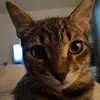 Eddie_Acorn - @eddie_acorn - TikTok