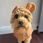 Eddie | CEO of The Fluff Crew - @thefluffcrew.eddie - Instagram