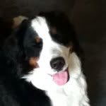 @eddiecrewsthedog - Instagram