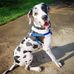 Eddie - GDFRL Sanctuary Dane - Facebook