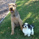 Toby and Eddie Dang - @thedangdogs - Instagram