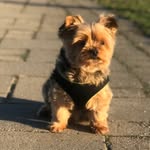 Eddie da Yorkie - @eddiedayorkie - Instagram