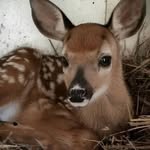 Eddie - dear - deer - @eddie_unistar - Instagram