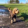 Eddie_Dog - @helenstokes24 - TikTok