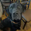 EddieDog - @eddiedog4 - TikTok