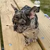 Big frenchie - @eddiedukes20_ - TikTok