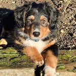 Eddie - @eddie_englishshepherd - Instagram