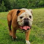 Eddie |englishbulldog |rescuedog - @eddie.englishbulldog - Instagram