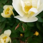 Eddie L Ferree - Facebook