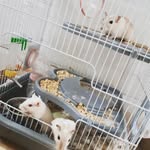 Alice🐰, Fred🐭, Eddie🐭 e Gary🐭🕊️ - @alice1e_os_esquilos3 - Instagram