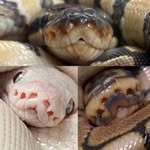 Pearl, Eddie, & Gary - @pearlandeddiethesneks - Instagram