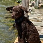 Eddie gillespie - @eddie_da_lab - Instagram