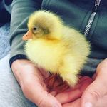 Eddie the pet goose Goddard🐤 - @eddiethepetgoose - Instagram