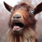 billy goat - @eddie.got.talent - Instagram