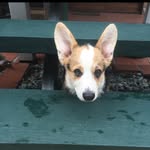 Eddie Groom - @eddiethecorgii - Instagram