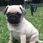 Eddie Hammond - @thepugnamededdie - Instagram