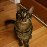eddie - @eddiehandsomecat - Instagram
