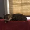 Eddie Haskell the Manx - @eddiehaskell - TikTok