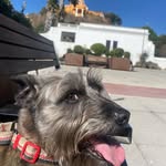 Eddie Hazel Dog - @eddiehazel_2 - Instagram