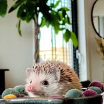 𝑬𝒅𝒅𝒊𝒆 𝒕𝒉𝒆 𝑫𝒖𝒕𝒄𝒉 𝒉𝒆𝒅𝒈𝒆𝒉𝒐𝒈 🦔 - @eddie.the.hedgehog - Instagram