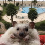 Eddie el erizo - @eddie.hedgehog - Instagram