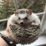 Eddie The Hedgie - @eddiethehedge - Instagram