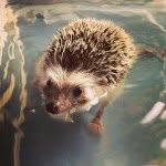 Hedgehog_eddie - @hedgehog_eddie - Instagram