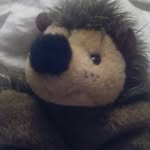 Home Ed Ed - @eddiethehedgehog.homeeded - Instagram