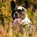 Eddie here🐶🎉 - @eddiethefrenchie_ - Instagram