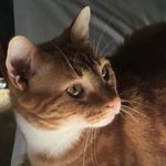 Eddie Holcomb - @crazykittyeddie - Instagram