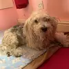 Eddie hood - @eddie_dog_512 - TikTok
