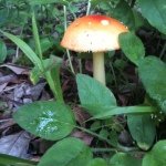 Eddie Hudson - @mushroomtopia - Instagram