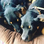 Archie and Eddie Hyde 🐶 - @archanded - Instagram