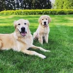 Eddie Vedder & Pippa Joy - @eddieandpippa_pupsofgold - Instagram