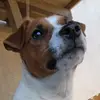 🐶 Eddie 🐶 - @eddiejumpinjack - TikTok