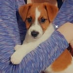 Eddie - @eddie.the.jumpy.jack - Instagram