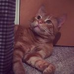 Edward Harry Kemp I - @eddie_kemp_the_cat - Instagram