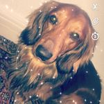 Imma Doggo - @eddie_knott_1 - Instagram