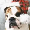 eddielinton7 - @miatheenglish_bulldog - TikTok