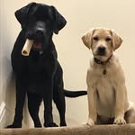 Adventures Of Eddie & Mabel - @eddie_and_mabel - Instagram