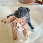 Eddie & Mabel 🐾 - @eddie_andmabel - Instagram