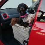eddie  mabel and molly - @eddie_and_mabel_the_dachshunds - Instagram