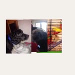 Eddie🐶mabel🐶millie🐹 - @eddie_mabel_millie - Instagram