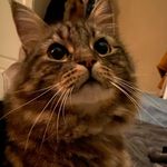Eddie 😸 - @eddie.mainecoon - Instagram