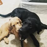 Eddie 🐾 and Maple 🍁 - @eddieandmapleo - Instagram