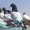 القائد✅ - @eddie.mcbride0 - TikTok