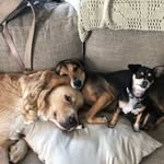 Dave Baibak - @mickey_charlie_charlotte_eddie - Instagram