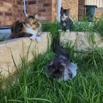 Eddie Siena Mickey - @eddysmokeycat - Instagram