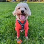 𝐄 𝐃 𝐃 𝐈 𝐄 - @eddie_minidoodle - Instagram
