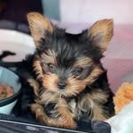 Eddie bear - @eddie_mini_yorkshire_terrier - Instagram